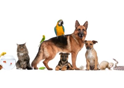 Animal Hospital of Delhi Hills